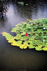 Un étang sous la pluie