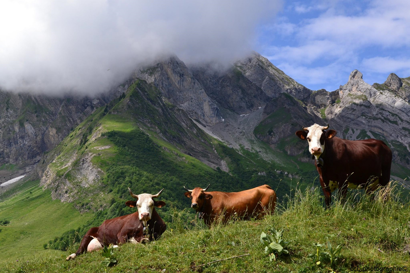 Un été sur l'alpage (col des Aravis) en Haute Savoie