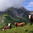 Un été sur l'alpage (col des Aravis) en Haute Savoie