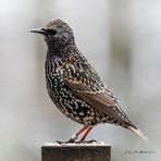 Un étourneau sansonnet fière d'Helgoland