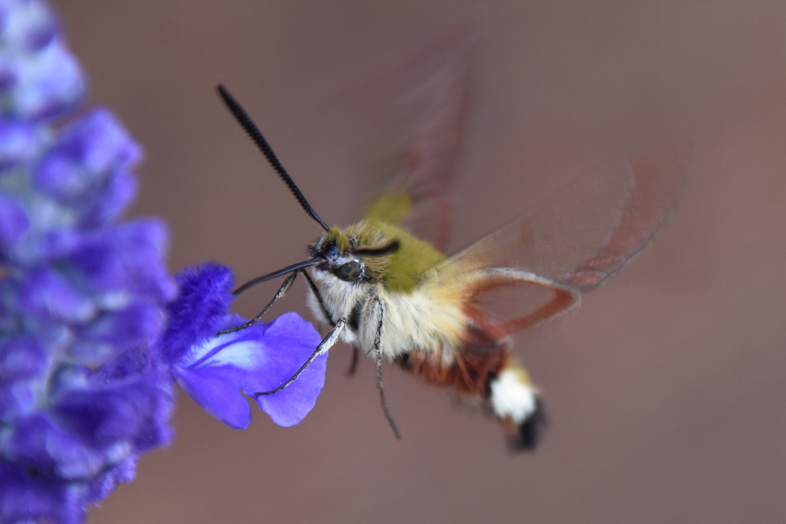 Un étrange papillon