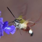 Un étrange papillon