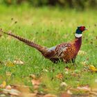 Un faisan dans le jardin