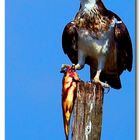 un falco pescatore e la sua preda (1)