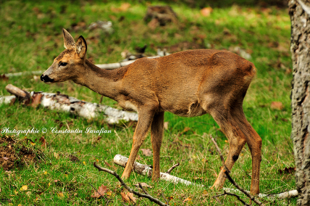 un Faon Rambouillet photo et image animaux animaux un Faon Rambouillet photo et image animaux animaux
