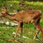 un Faon à Rambouillet