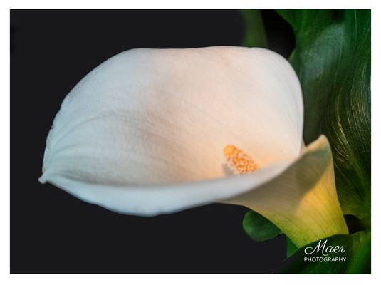 Un farollillo encendido.Recién hecha.