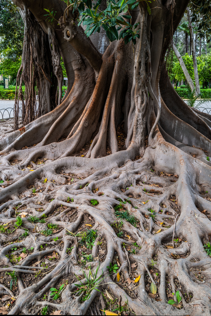 Un ficus dans le parc de la Place d'Espagne à Séville