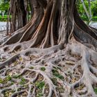 Un ficus dans le parc de la Place d'Espagne à Séville