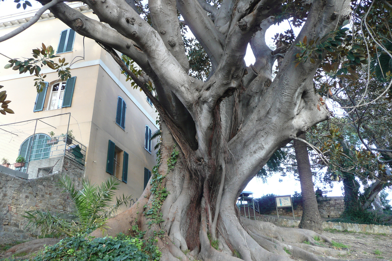 un ficus gigante