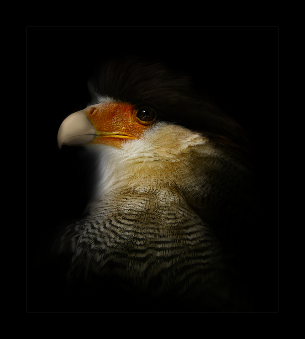 Un fier caracara huppé