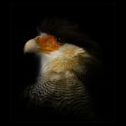 Un fier caracara huppé