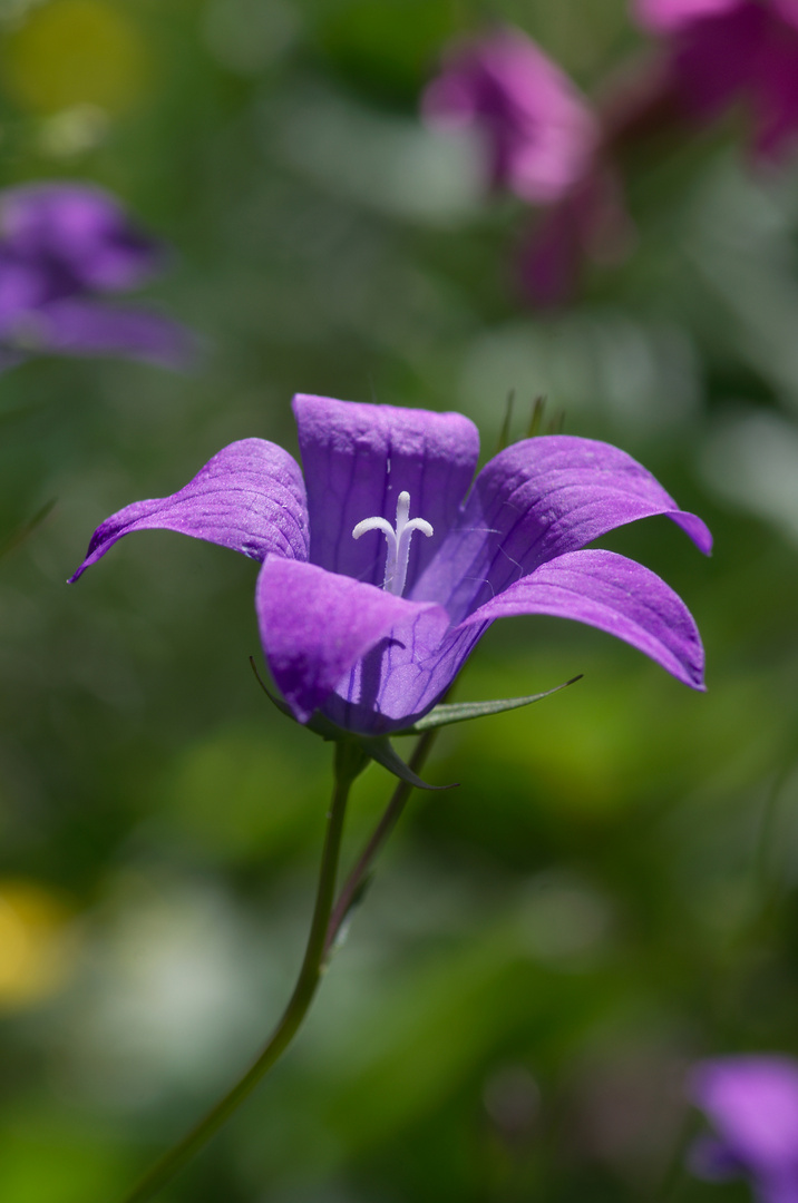 un fiore