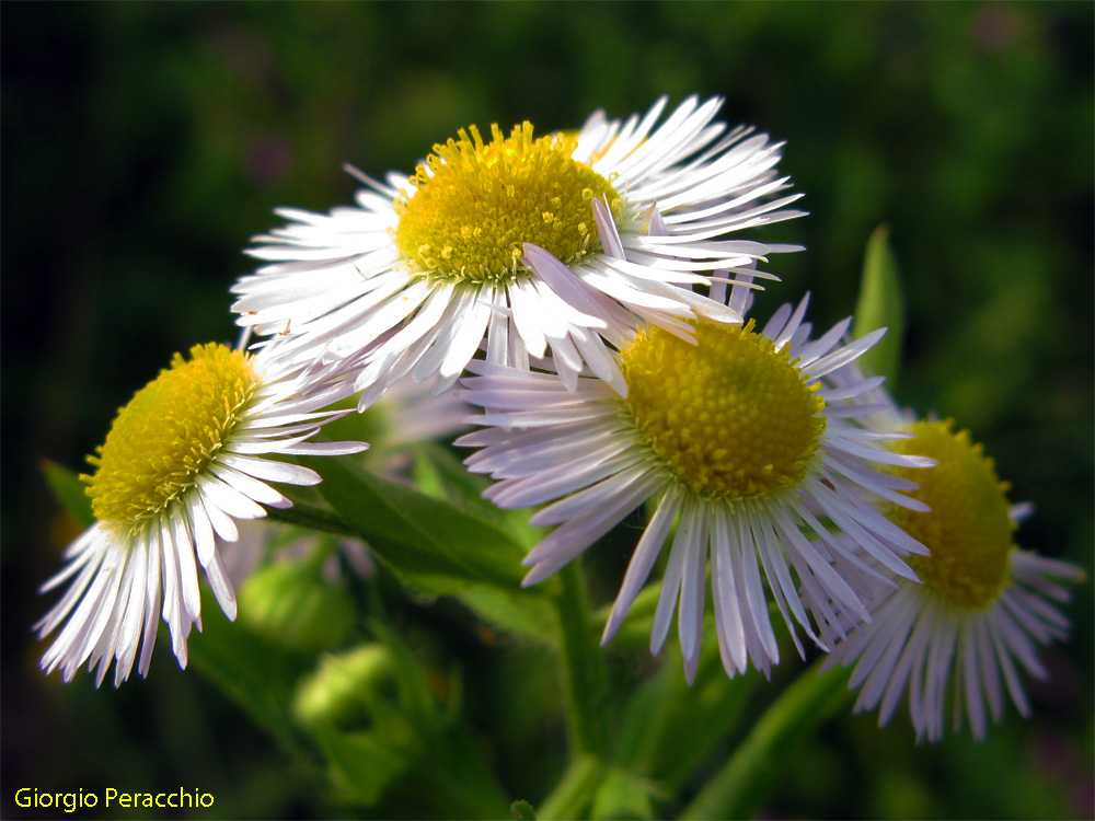 Un fiore