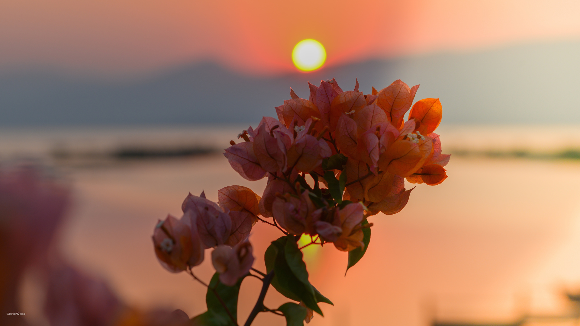 Un fiore al tramonto sul Lago Inle