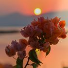 Un fiore al tramonto sul Lago Inle