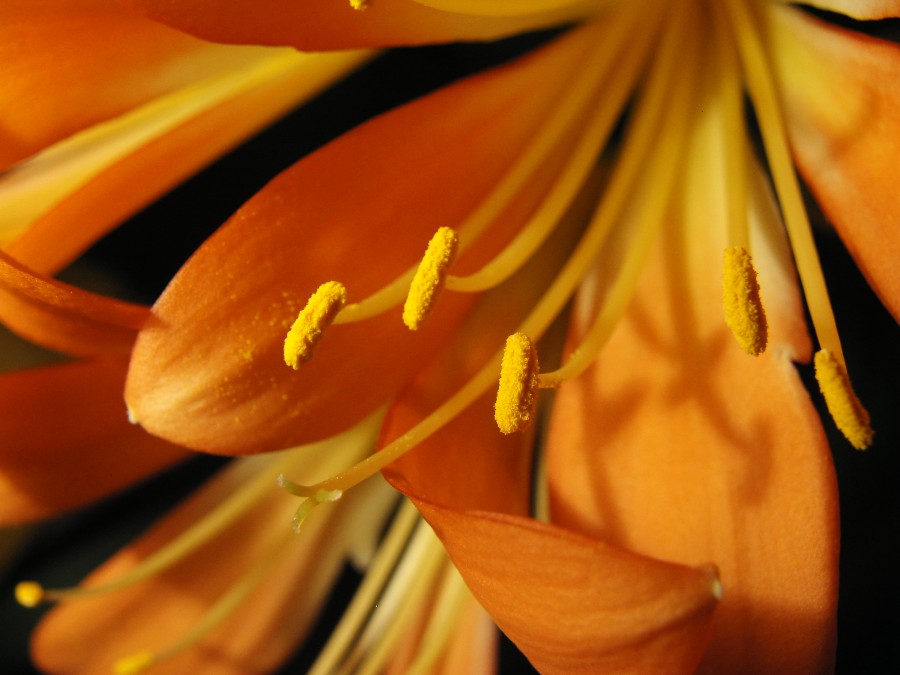 Un fiore arancione.. anche se non so cos'è!!