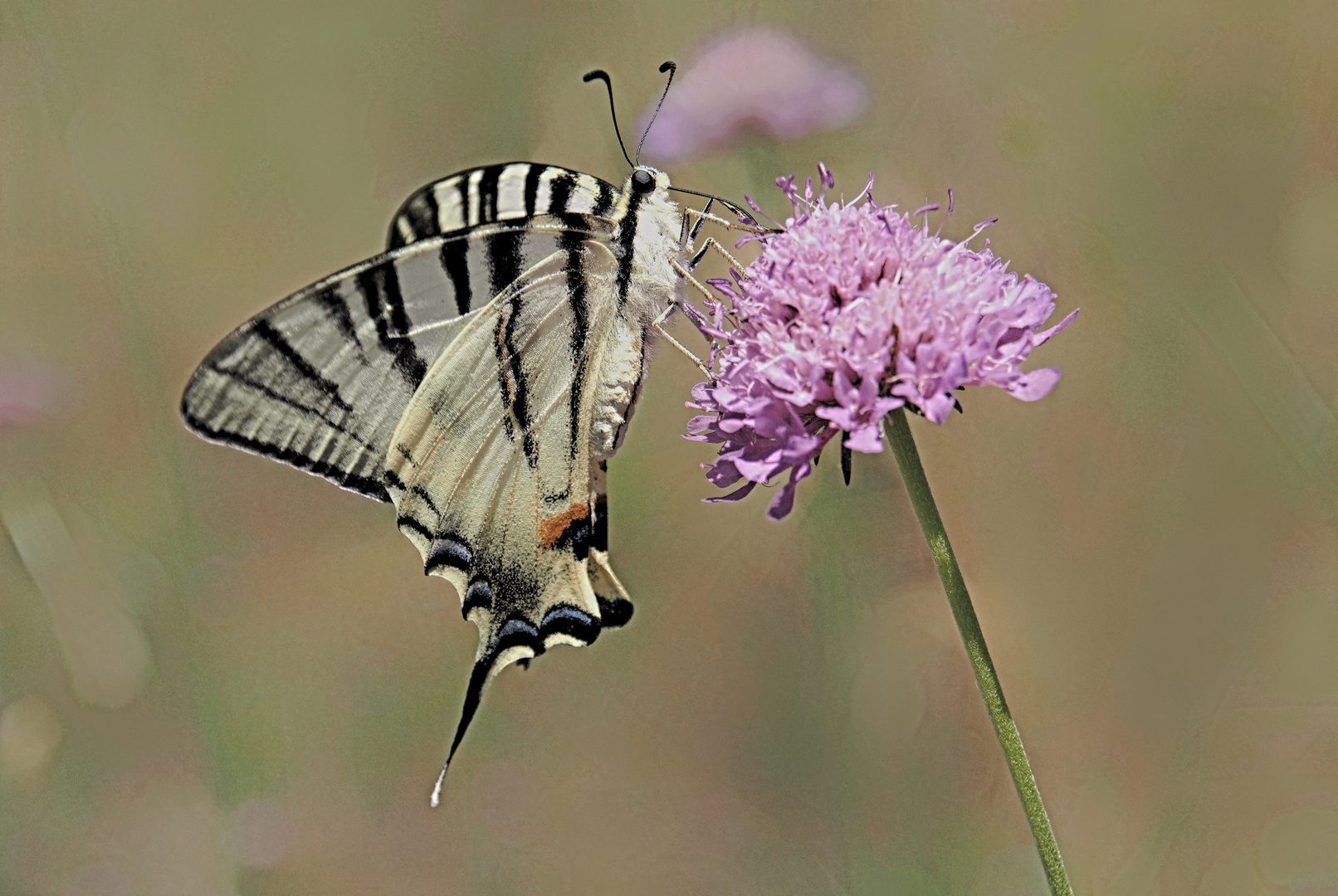 Un fiore attraente.........