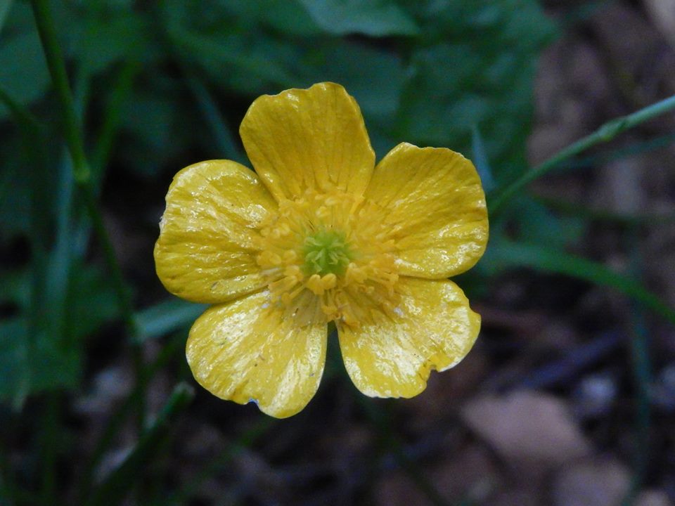 un fiore " caramellato "