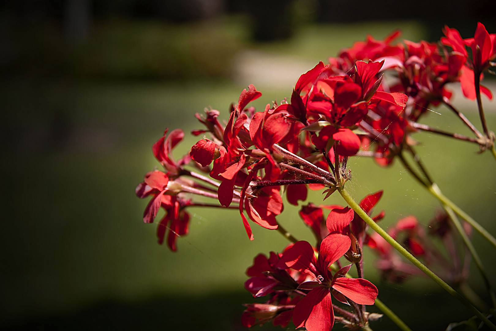 un fiore che fa sognare