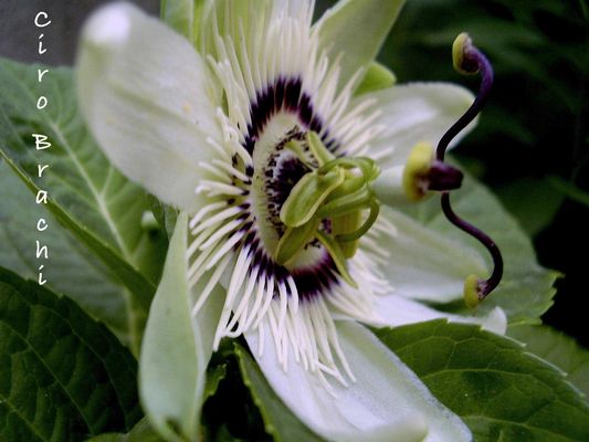 Un fiore ...... da molto vicino