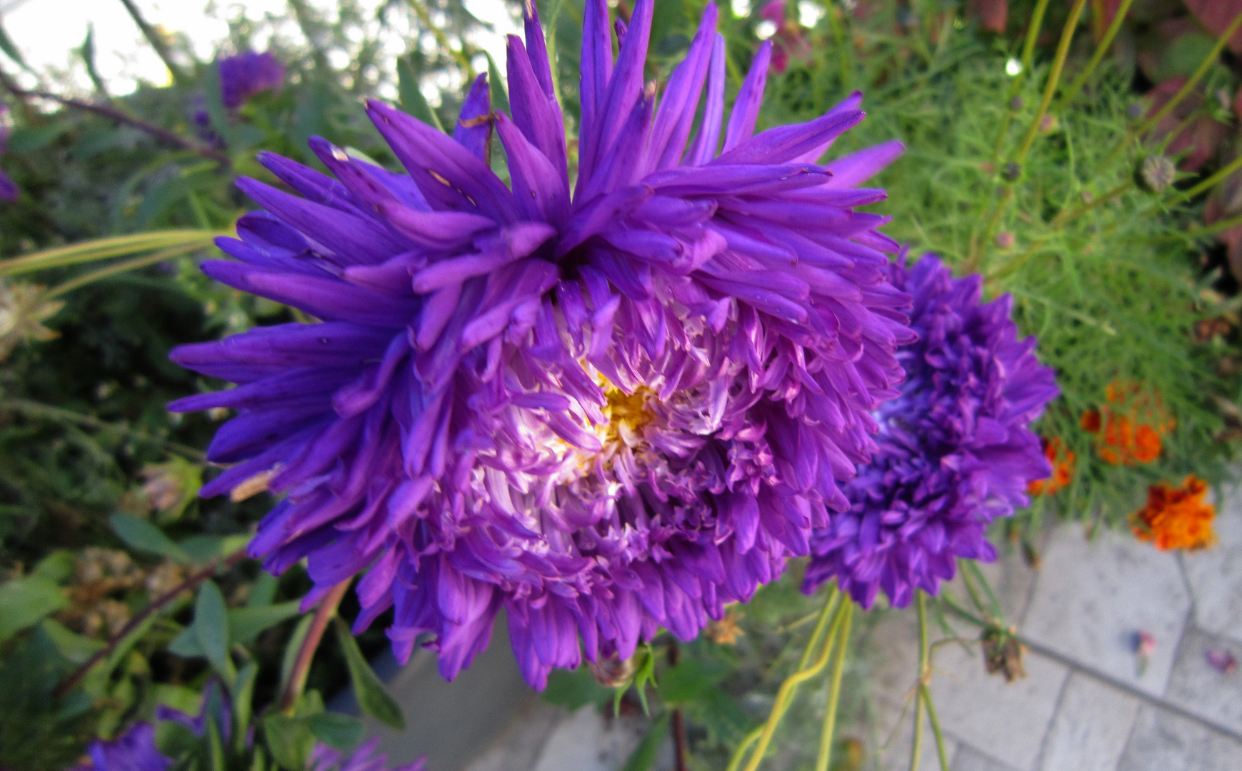 un fiore del mio giardino!!!!