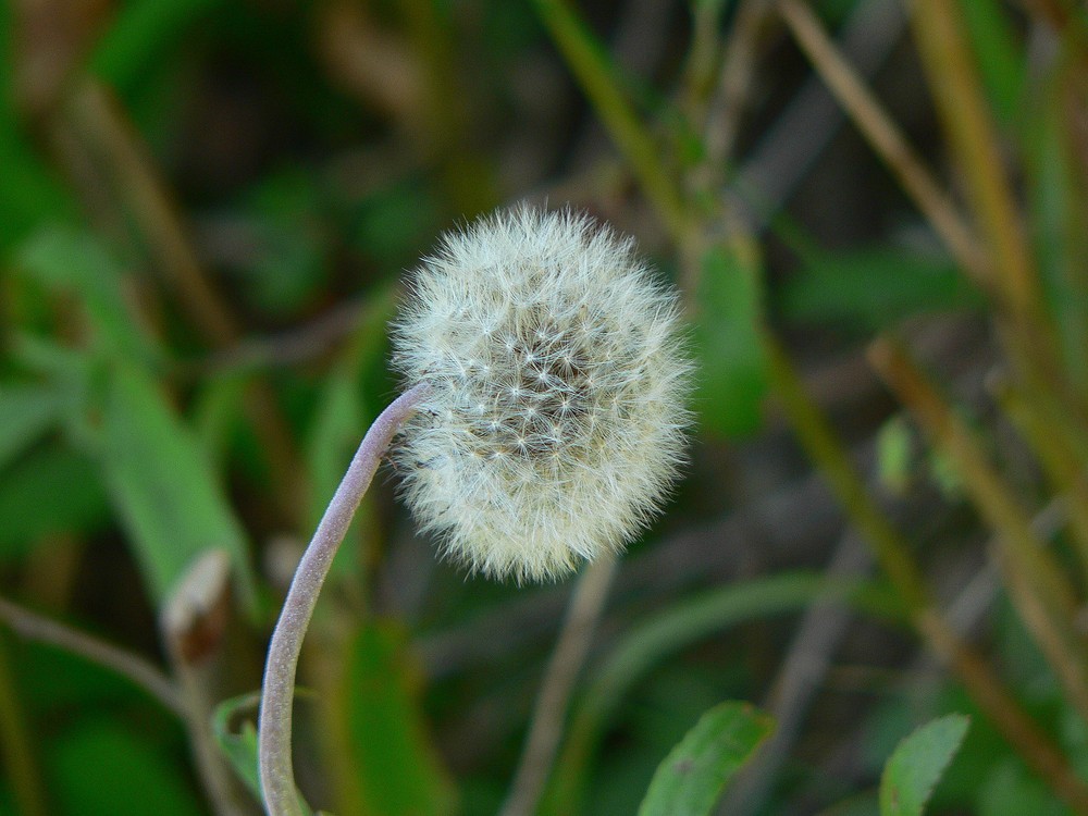 Un fiore delicato......