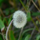 Un fiore delicato......