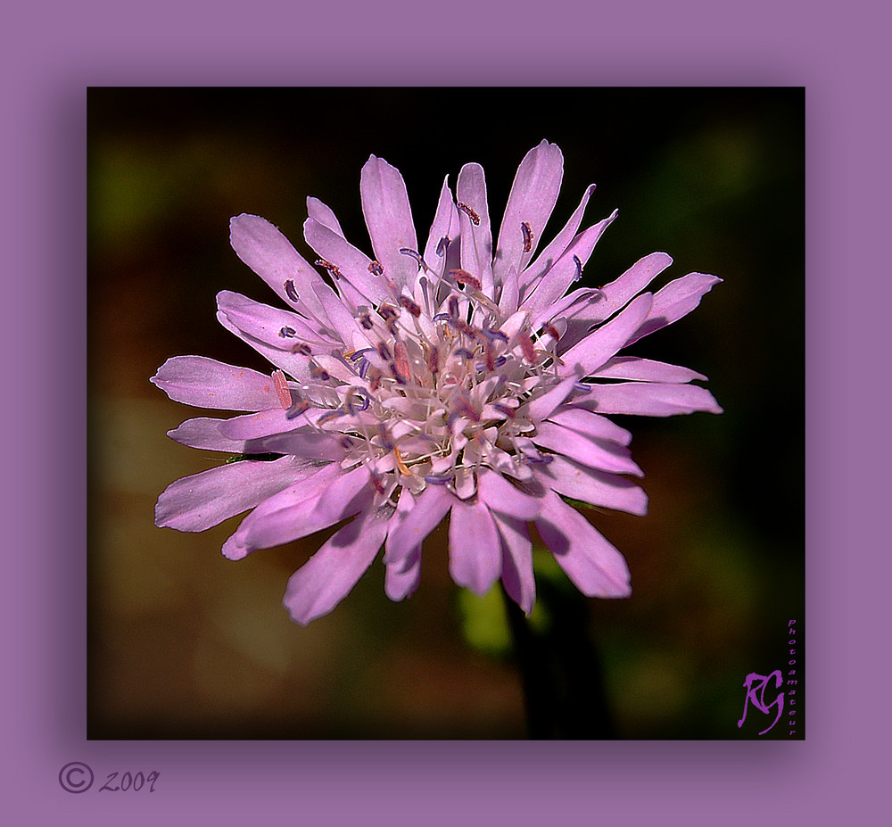 Un fiore di campo