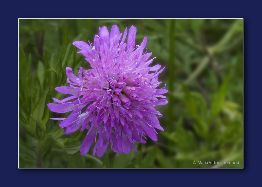 Un fiore di campo