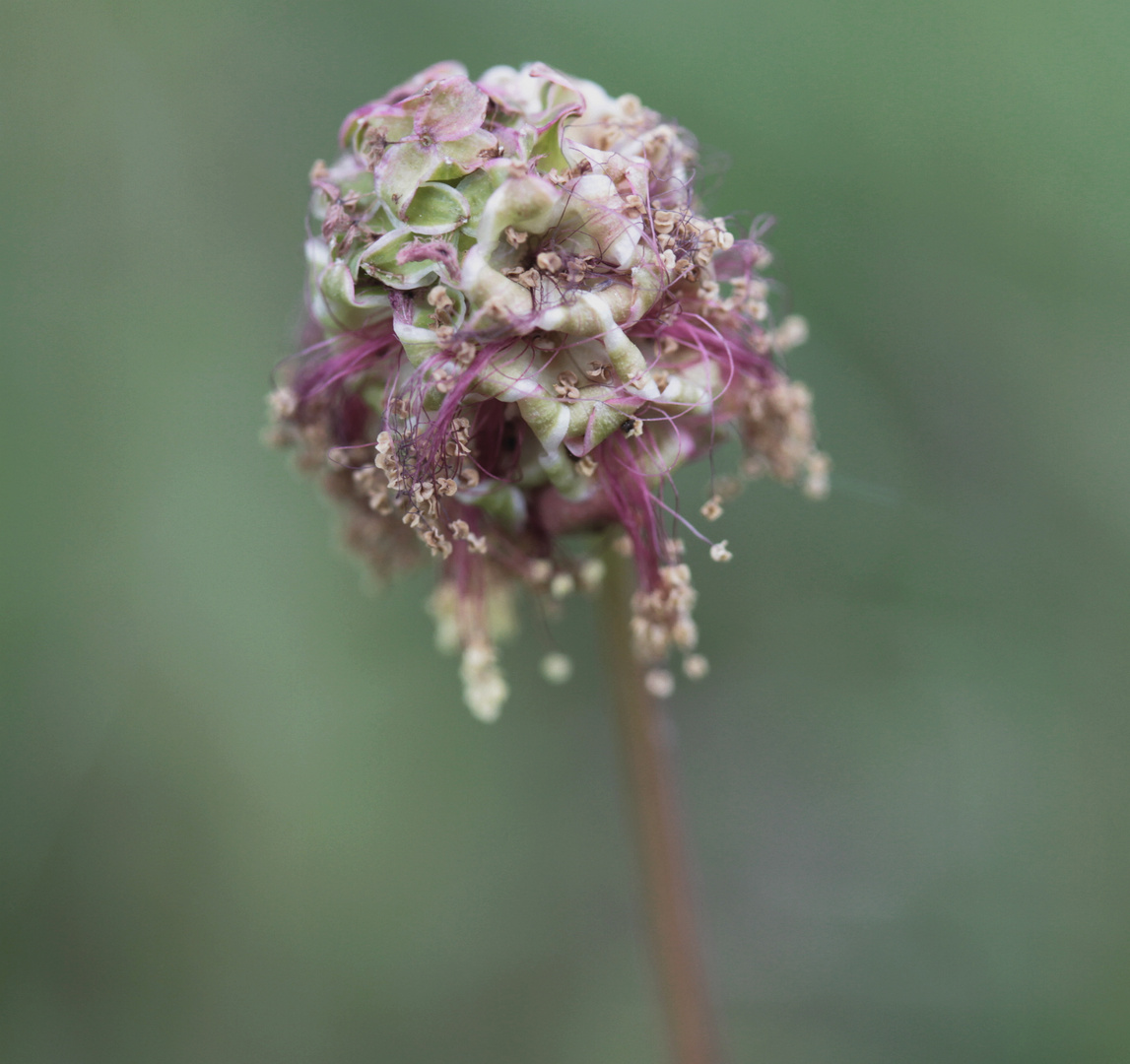 ..un fiore di campo..l'invisibile....