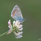 Un Fiore di...Farfalla....:-)