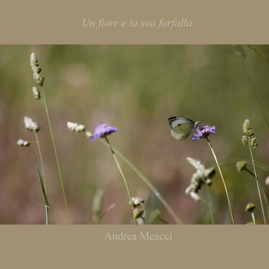 Un fiore e la sua Farfalla