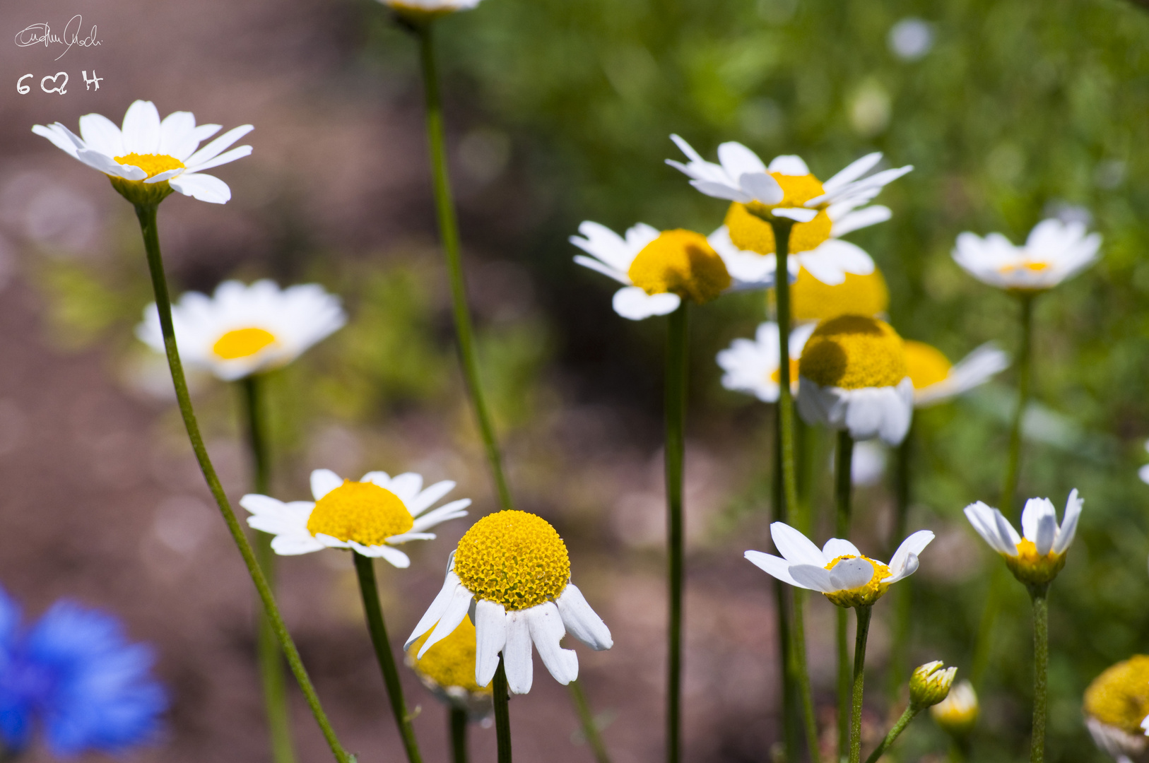 un fiore è per sempre