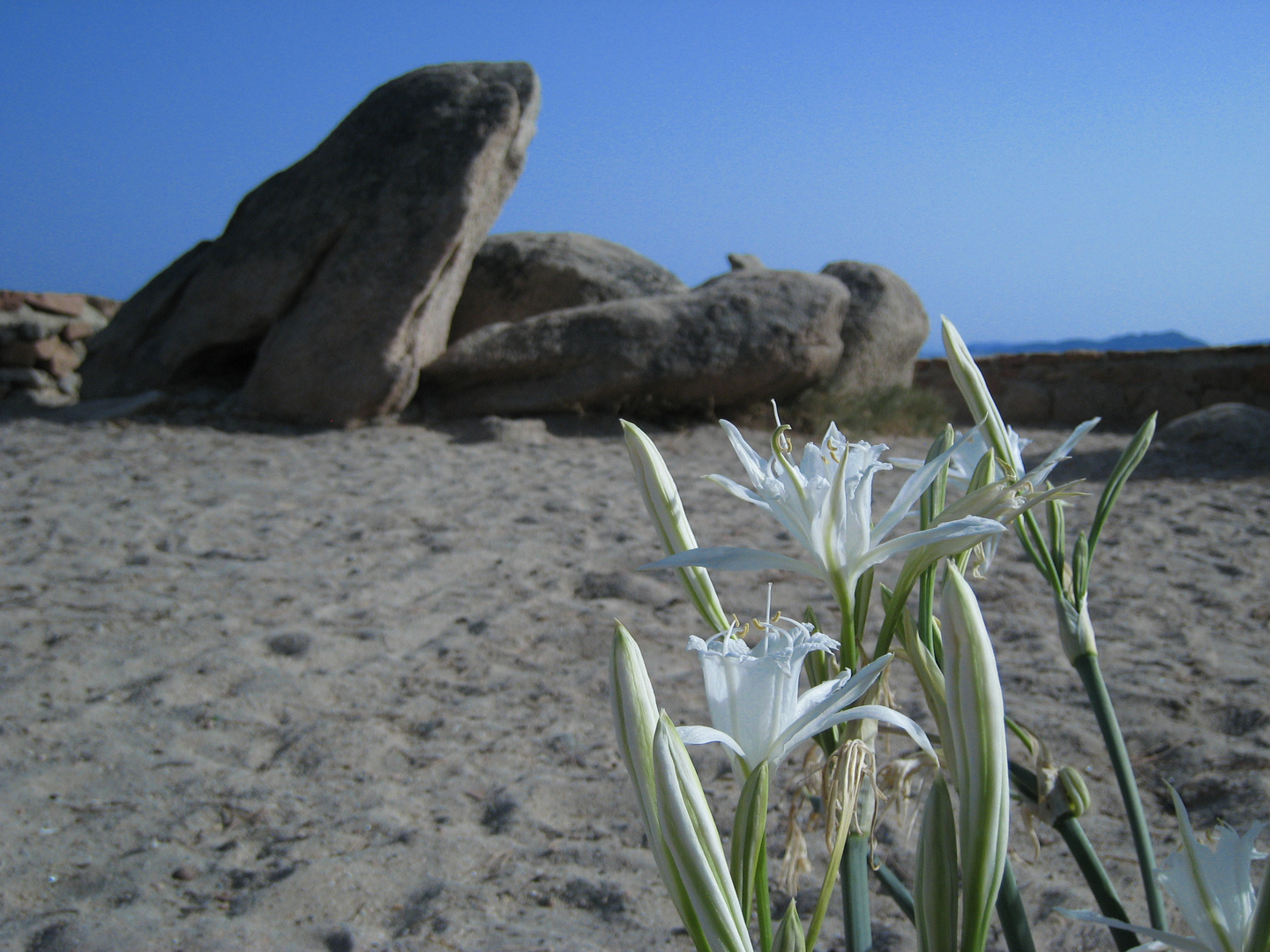 Un fiore e un sasso