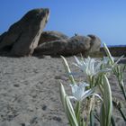 Un fiore e un sasso