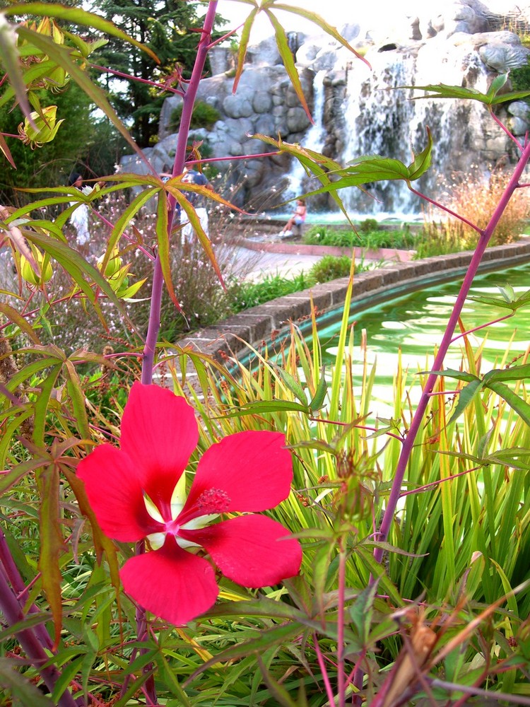 Un fiore esplosivamente rosso