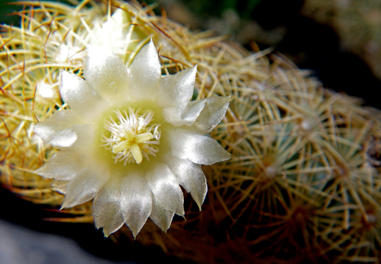 Un fiore fre le spine