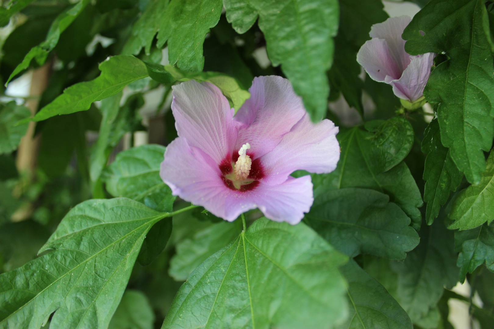 Un Fiore in città