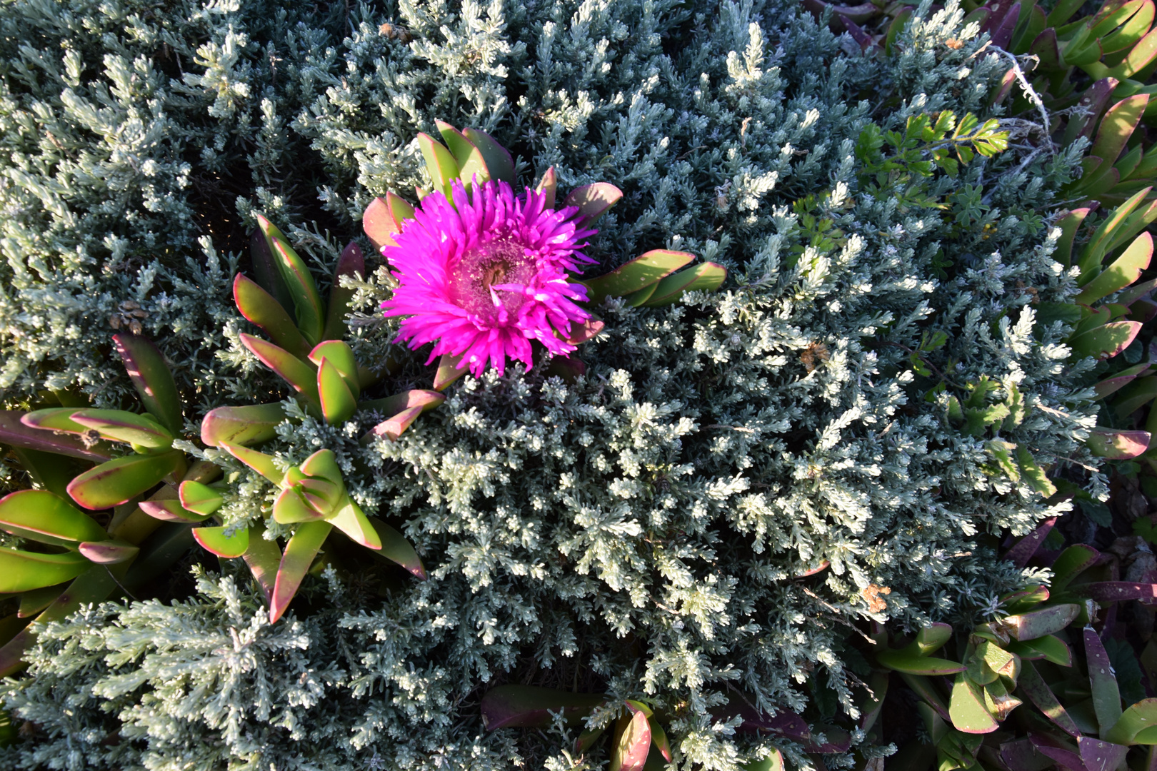 un fiore in mezzo