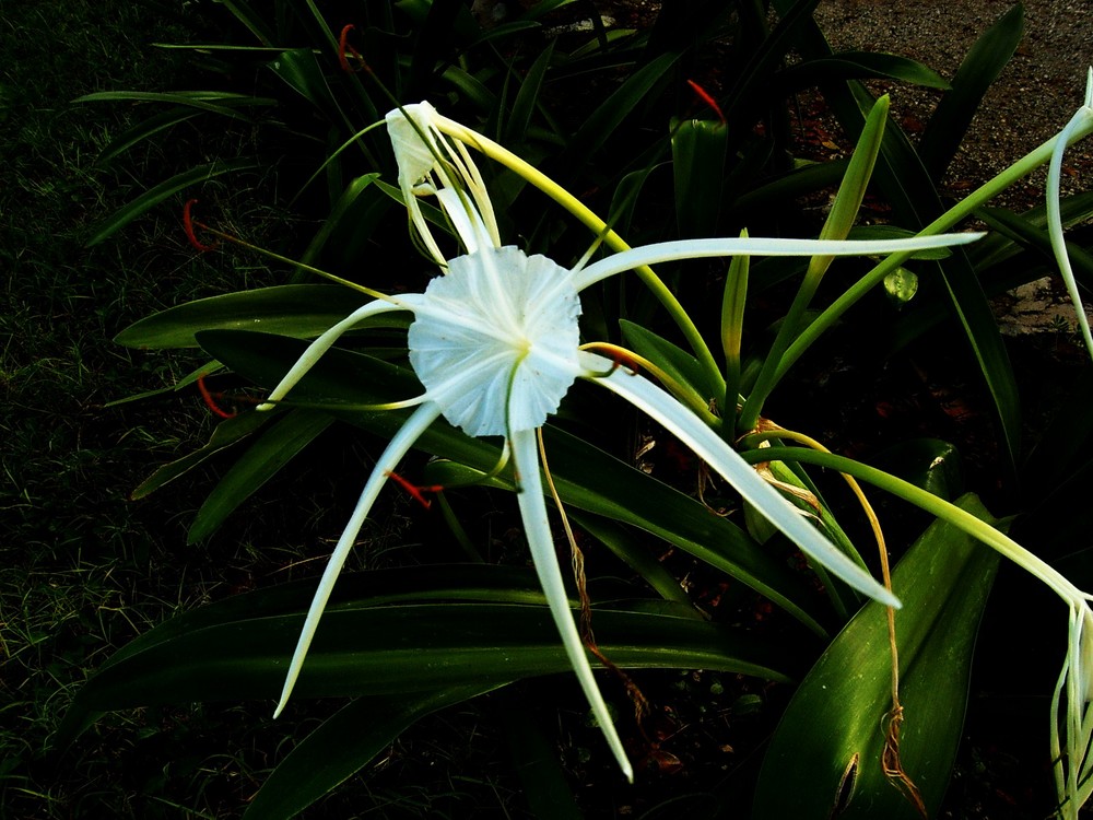 un fiore messicano