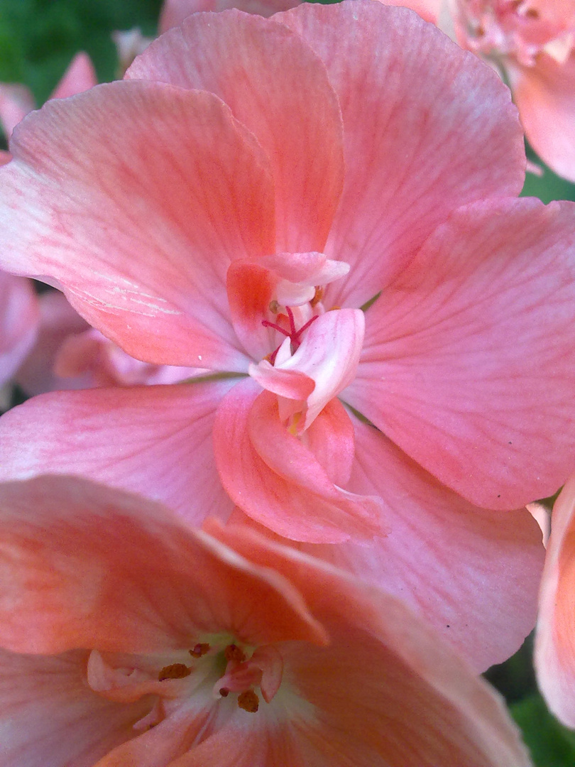 Un fiore nel mio cortile