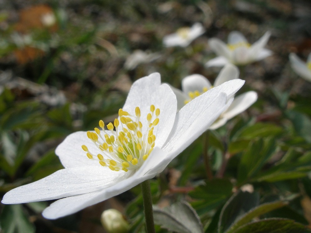 un fiore non fa primavere, ma molti ....