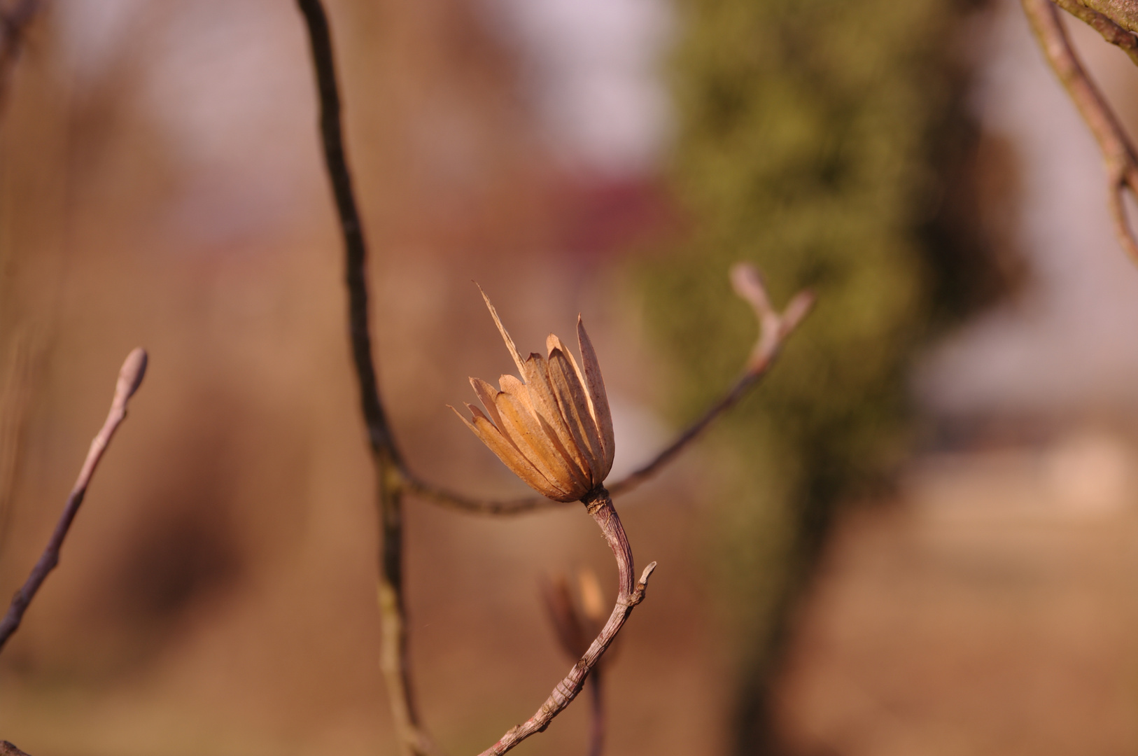 un fiore particolare