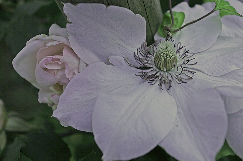 un fiore per amico