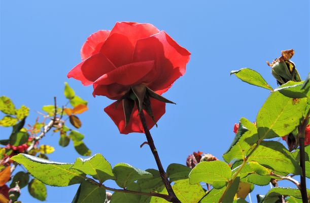 Un fiore per dire...