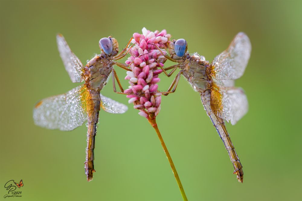 Un fiore per due