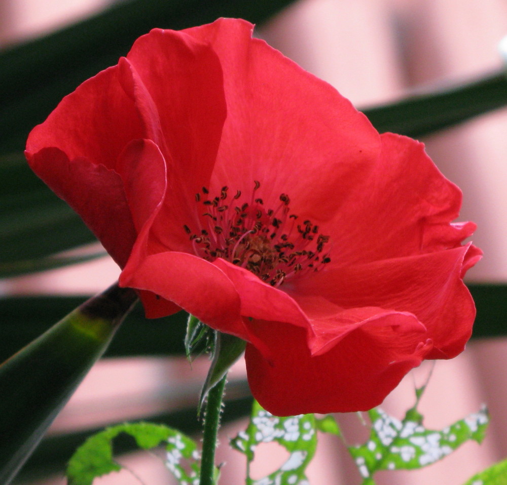 Un fiore per te