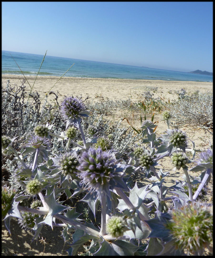 Un fiore poco ospitale