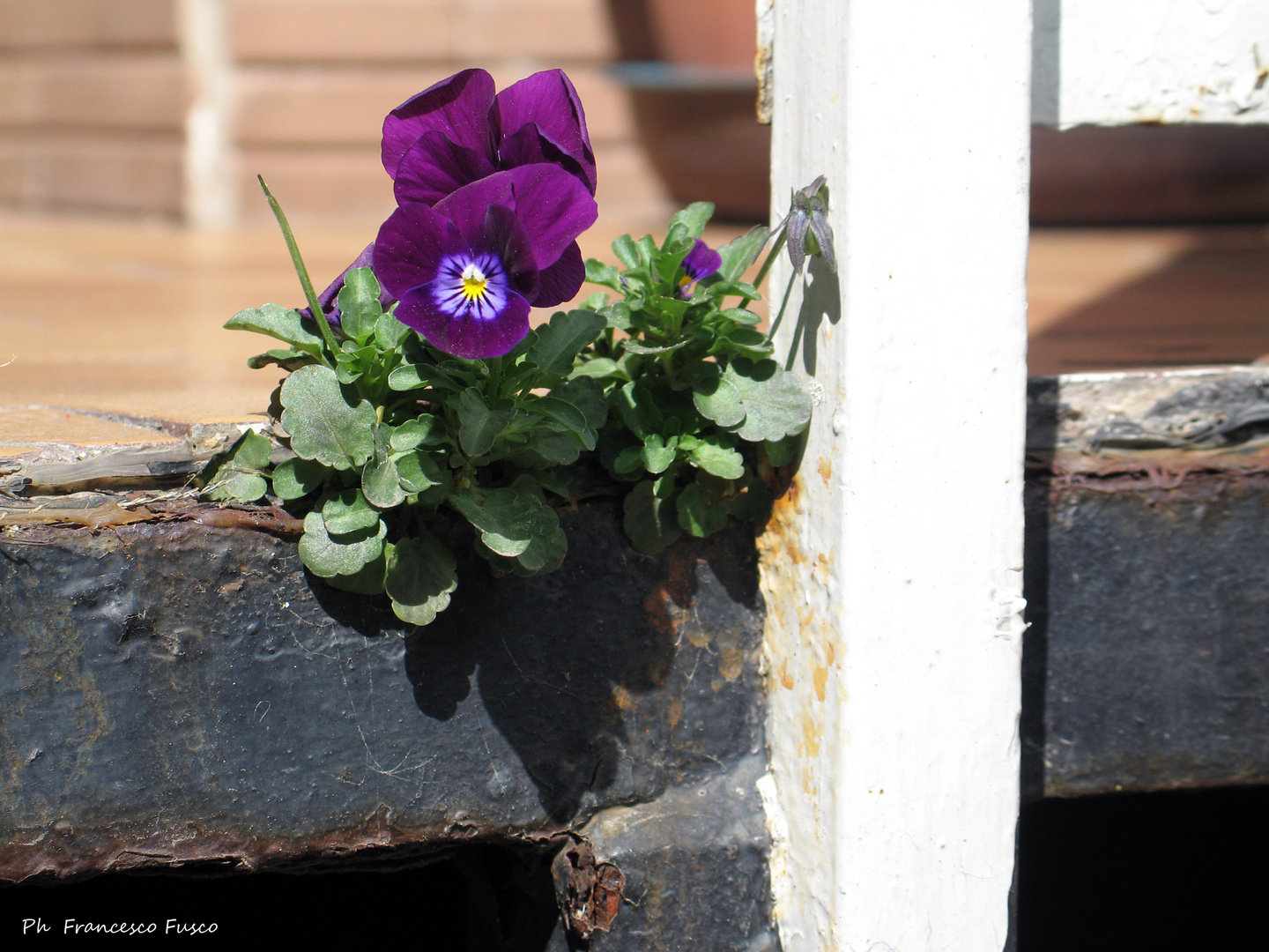 Un "Fiore" può nascere dovunque!